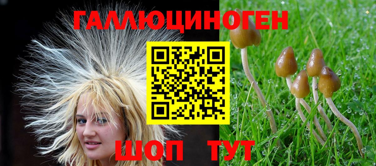 Псилоцибиновые грибы Cubensis Тверь